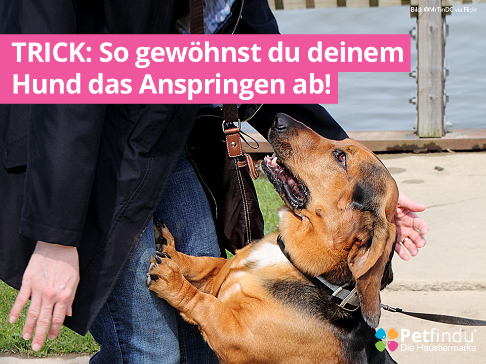 Trick So gewöhnst du deinem Hund das Anspringen ab! Petfindu Blog