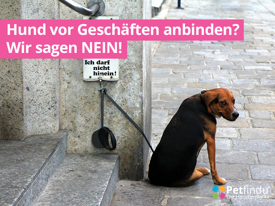 Hund vor Geschäften anbinden? Wir sagen NEIN! Petfindu Blog